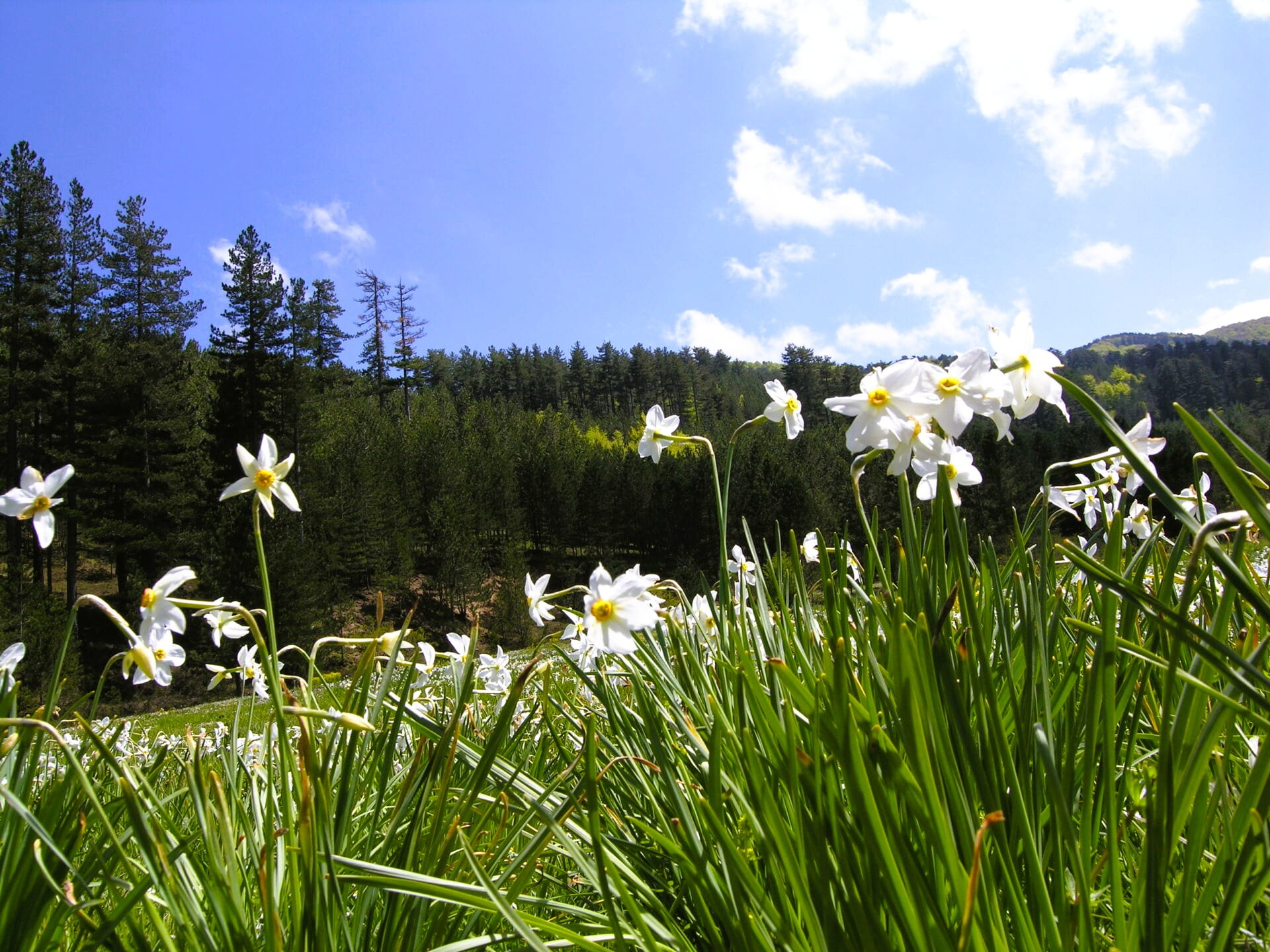 Sila Gariglione - Tutela di specie e habitat , il Parco della Sila nel progetto NATURES - 5 Sila Gariglione - Meraviglie di Calabria - 4