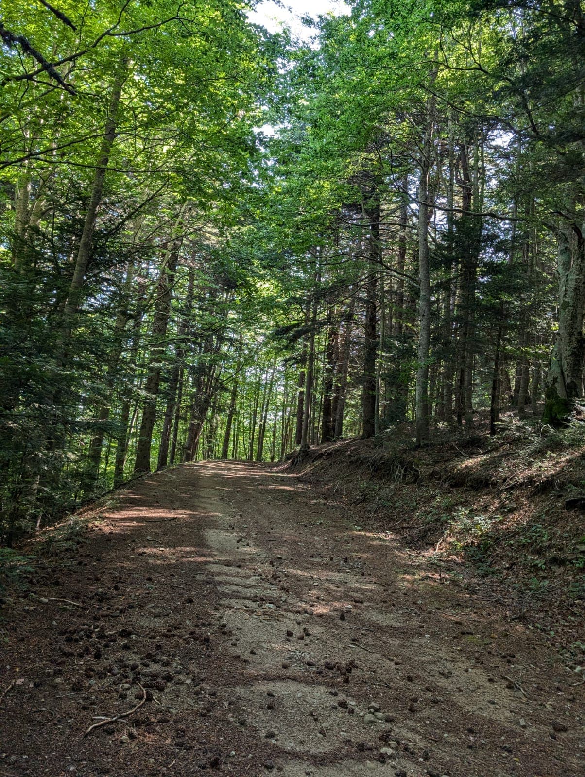 Sila sentiero foresta incantata - Meraviglie di Calabria - 4
