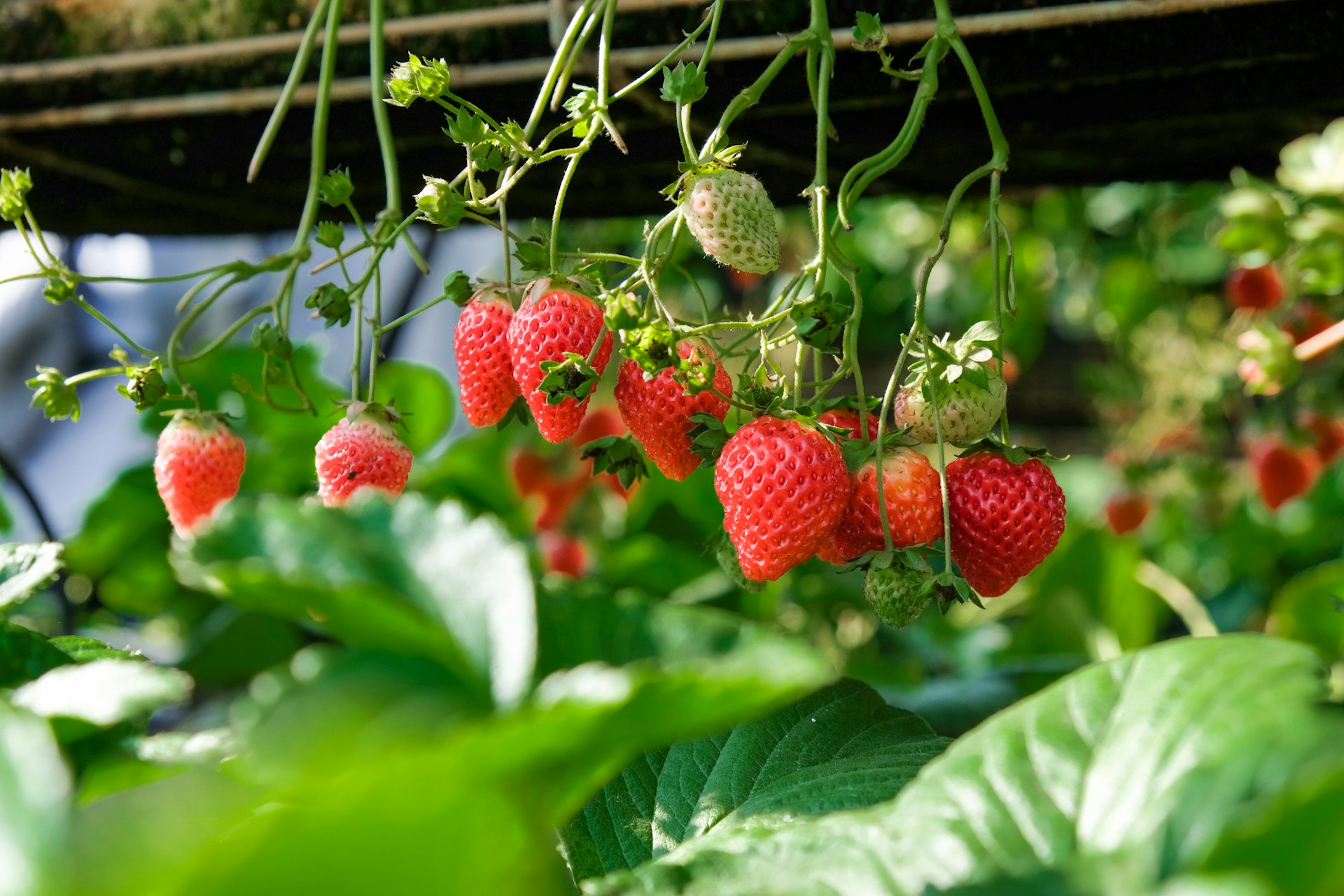 fragole 2 - Feste di primavera, Acconìa di Curinga celebra le sue super fragole - 9 fragole 2 - Meraviglie di Calabria - 8