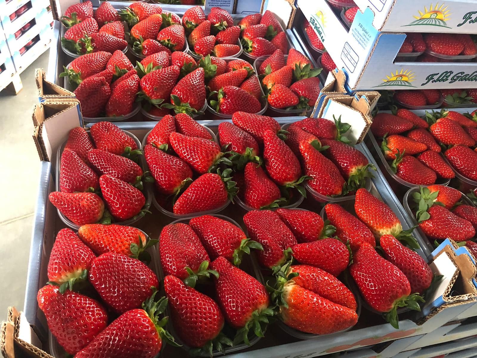 fragole 4 - Feste di primavera, Acconìa di Curinga celebra le sue super fragole - 5 fragole 4 - Meraviglie di Calabria - 4