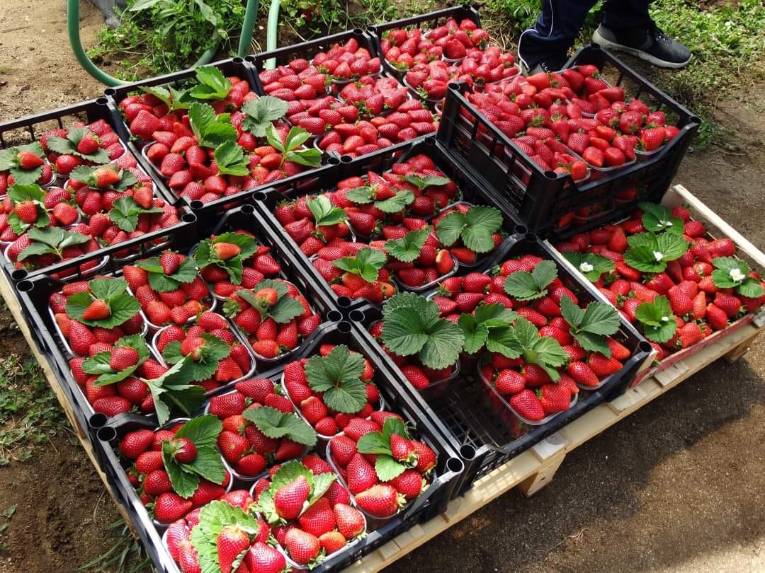 fragole 7 - Feste di primavera, Acconìa di Curinga celebra le sue super fragole - 7 fragole 7 - Meraviglie di Calabria - 6