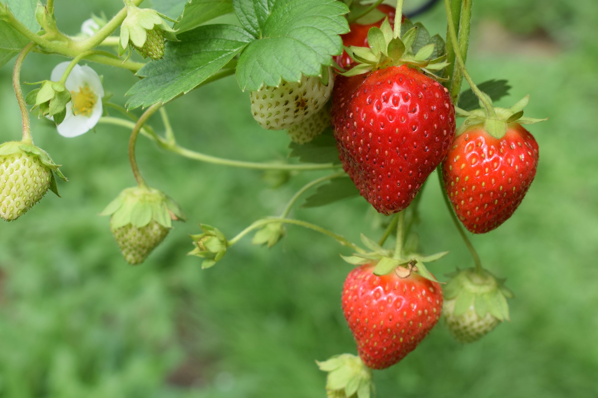 fragole - Feste di primavera, Acconìa di Curinga celebra le sue super fragole - 3 fragole - Meraviglie di Calabria - 2
