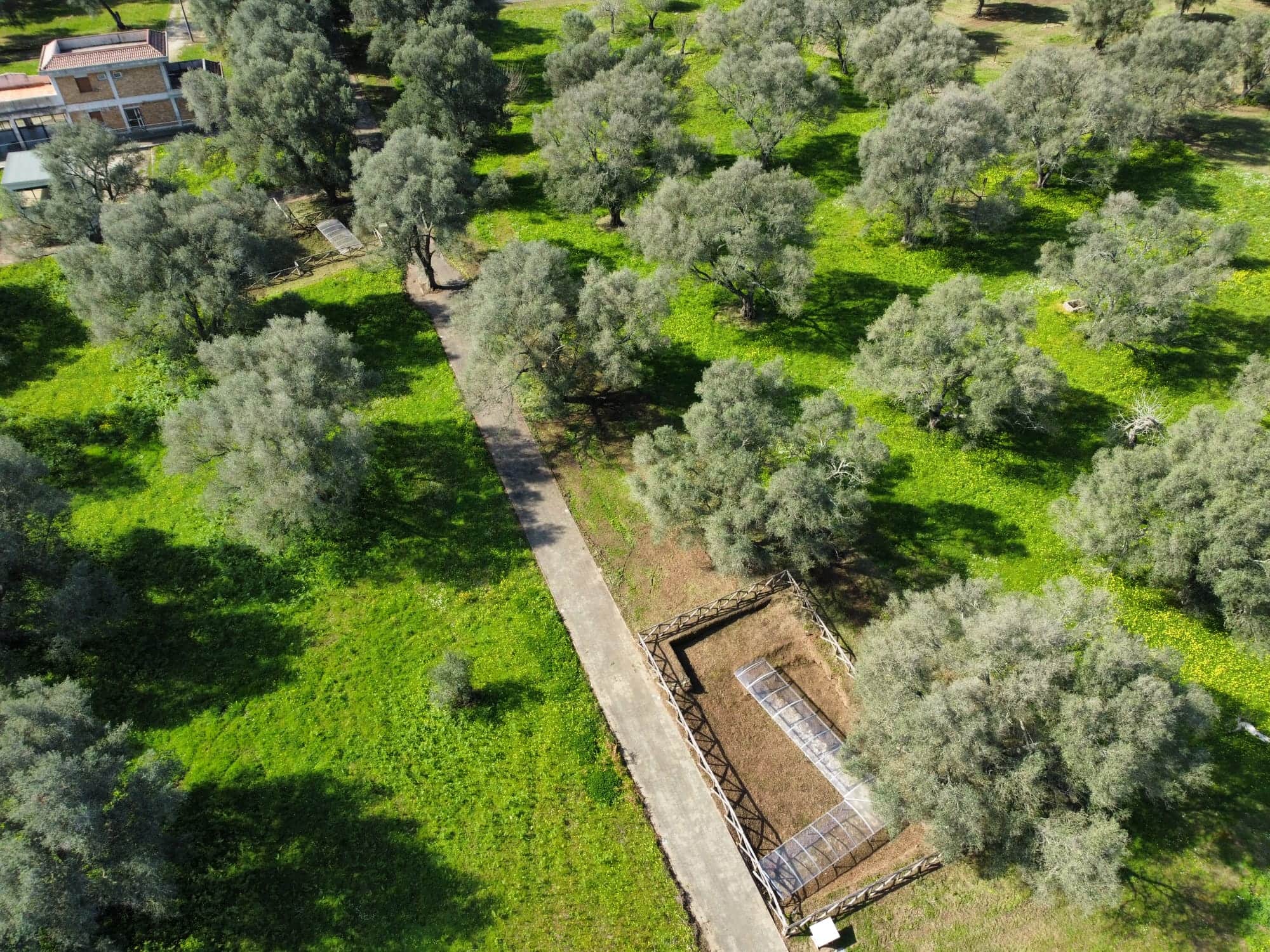 medma rosarno 5 - Meraviglie di Calabria - 4