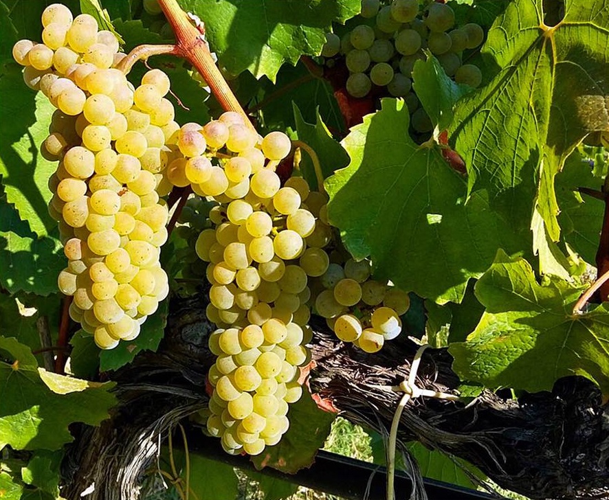vigneto librandi Chardonnay - Cartoline dalla Calabria, i luoghi più iconici sulle etichette Librandi - 7 vigneto librandi Chardonnay - Meraviglie di Calabria - 6