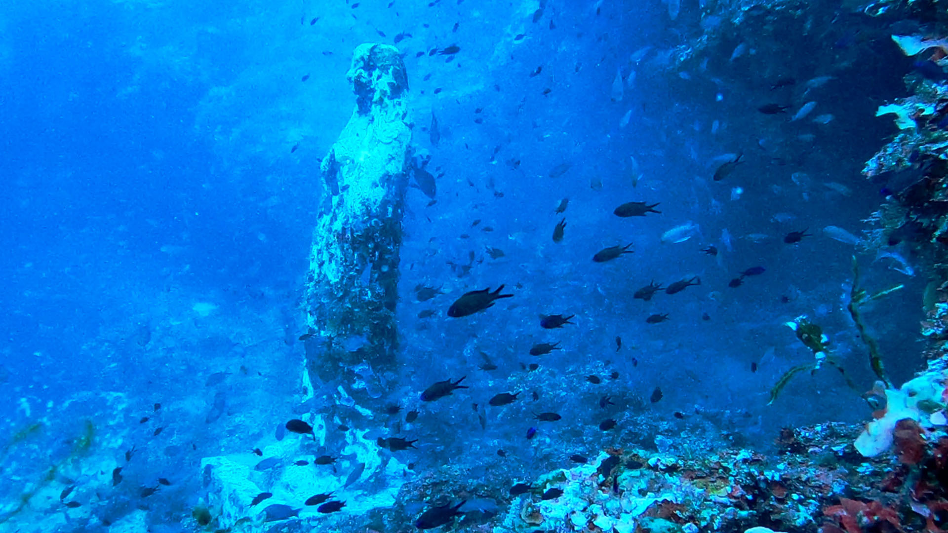 Amendolara secca 1 - Turismo subacqueo in Calabria, tra i fondali più ricchi del Mediterraneo - 5 Amendolara secca 1 - Meraviglie di Calabria - 4