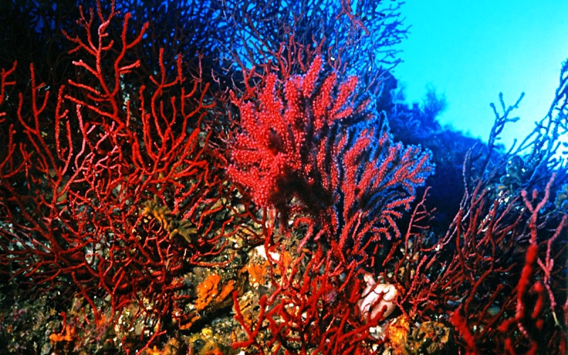 Amendolara secca 4 - Turismo subacqueo in Calabria, tra i fondali più ricchi del Mediterraneo - 11 Amendolara secca 4 - Meraviglie di Calabria - 10