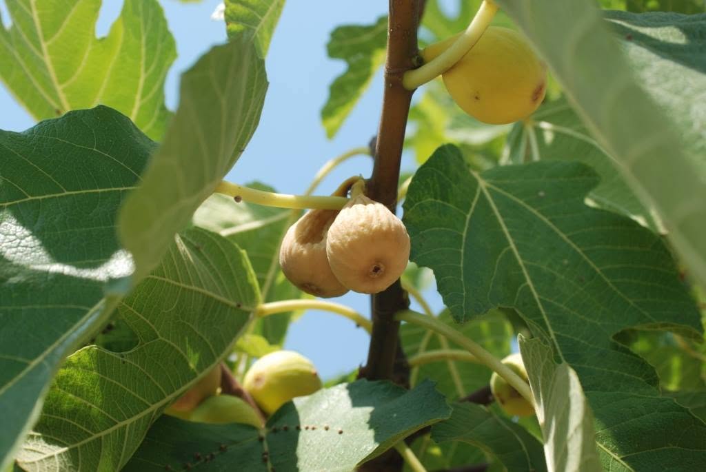 Fico dottato - Meraviglie di Calabria - 4