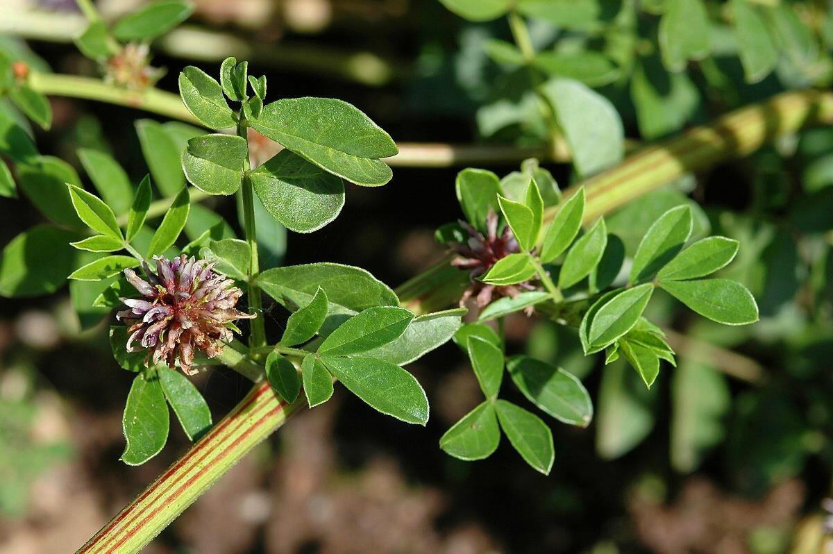 Liquirizia pianta - Caramelle gourmet? Sì, se profumano di liquirizia calabrese - 3 Liquirizia pianta - Meraviglie di Calabria - 2