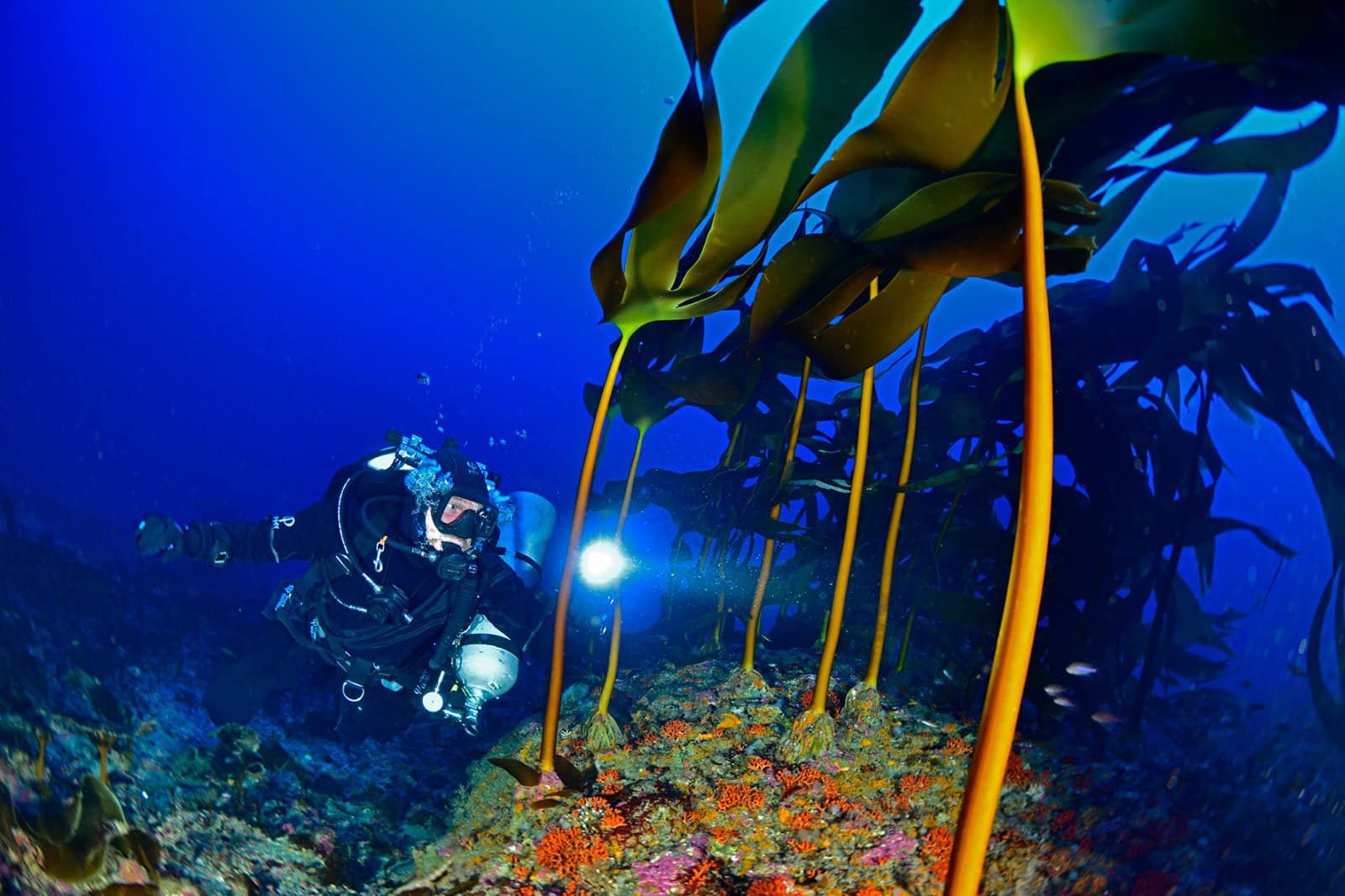Mare sub cannitello ph Francesco Sesso - Turismo subacqueo in Calabria, tra i fondali più ricchi del Mediterraneo - 43 Mare sub cannitello ph Francesco Sesso - Meraviglie di Calabria - 42