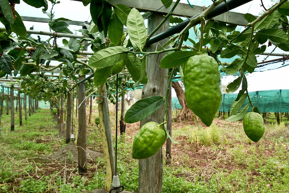 Slow Food Cedro ph Archivio Slow Food - Calabria hotspot di biodiversità , a Tropea "Anteprima Terra Madre" - 17 Slow Food Cedro ph Archivio Slow Food - Meraviglie di Calabria - 16