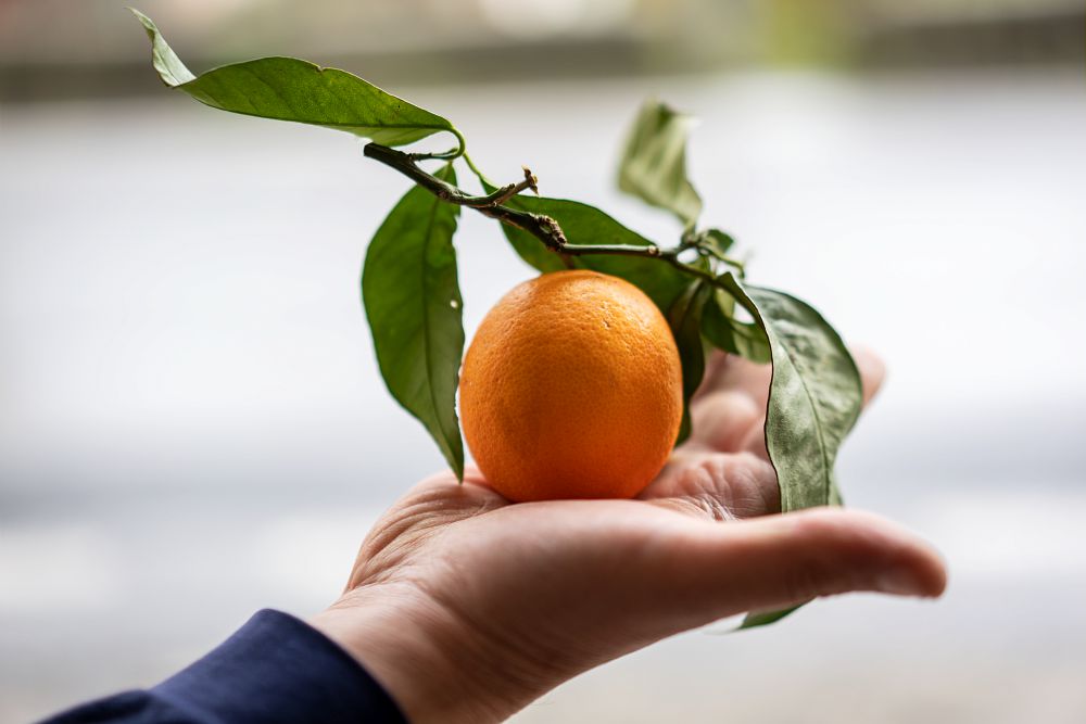Slow Food arancia belladonna di san giuseppe ph Marco Del Comune - Calabria hotspot di biodiversità , a Tropea "Anteprima Terra Madre" - 15 Slow Food arancia belladonna di san giuseppe ph Marco Del Comune - Meraviglie di Calabria - 14
