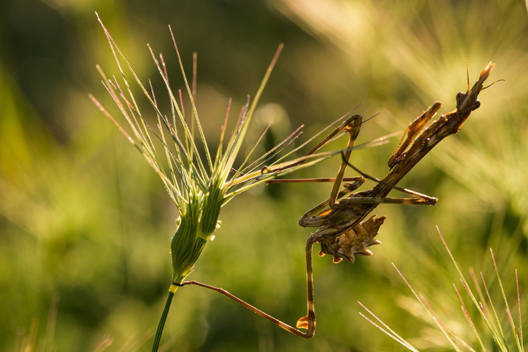 Tarsia Riserva lago corso macrofotografia microfauna ph Emanuele Biggi 2 - Meraviglie di Calabria - 14