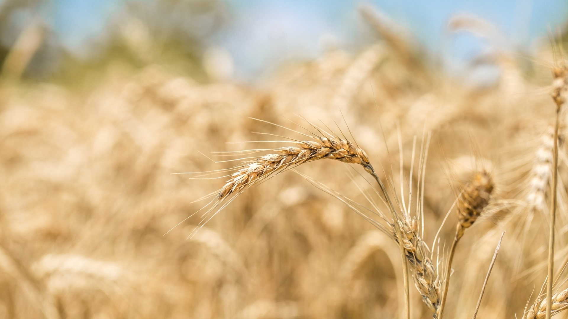 Sibari, il “Grano che unisce il Sud” al Parco Archeologico