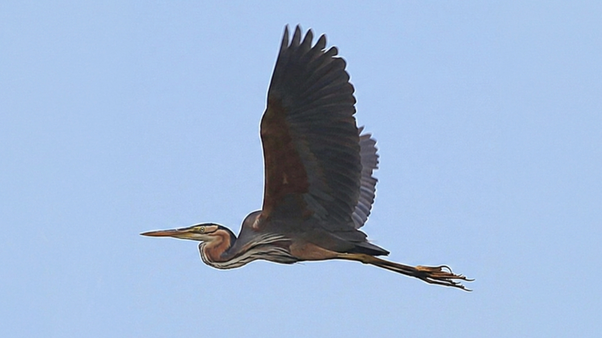 Miracoli della biodiversità, i primi nidi di Airone rosso in Sila