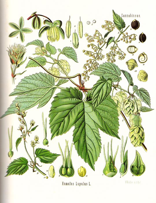 Luppolo selvatico 2 - La scienza studia il lepone, inimitabile e aromatico luppolo calabrese - 3 Luppolo selvatico 2 - Meraviglie di Calabria - 2