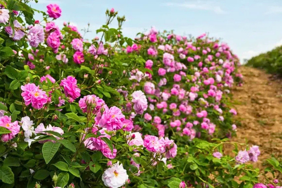 Roseto Rosa damascena Labirinto delle Rose 4 - I fiori di Federico II, a Roseto Capo Spulico nasce il Labirinto delle Rose - 11 Roseto Rosa damascena Labirinto delle Rose 4 - Meraviglie di Calabria - 10