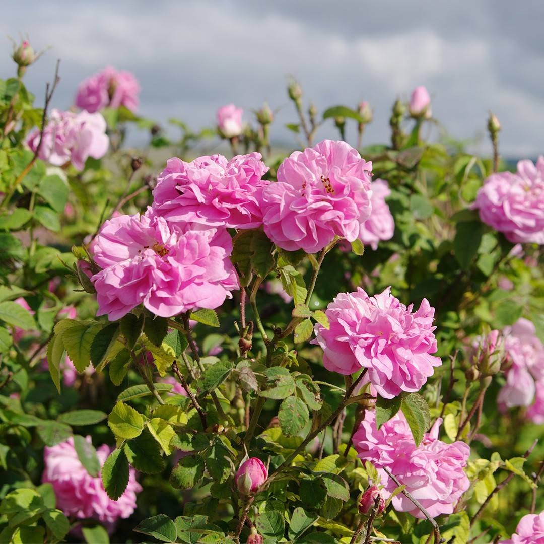 Roseto Rosa damascena Labirinto delle Rose - I fiori di Federico II, a Roseto Capo Spulico nasce il Labirinto delle Rose - 9 Roseto Rosa damascena Labirinto delle Rose - Meraviglie di Calabria - 8