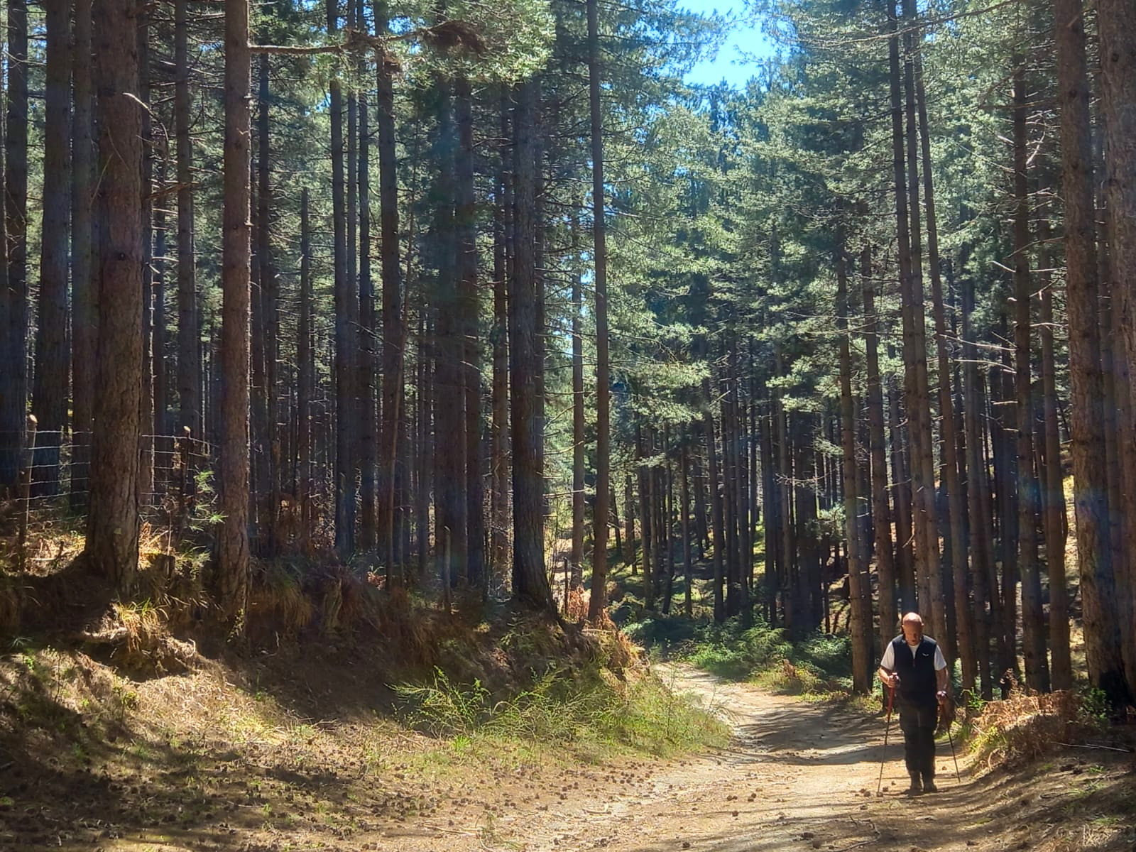 Sila Trekking - Camminate dell'antica Sila, trekking e storie nei luoghi meno conosciuti - 3 Sila Trekking - Meraviglie di Calabria - 2