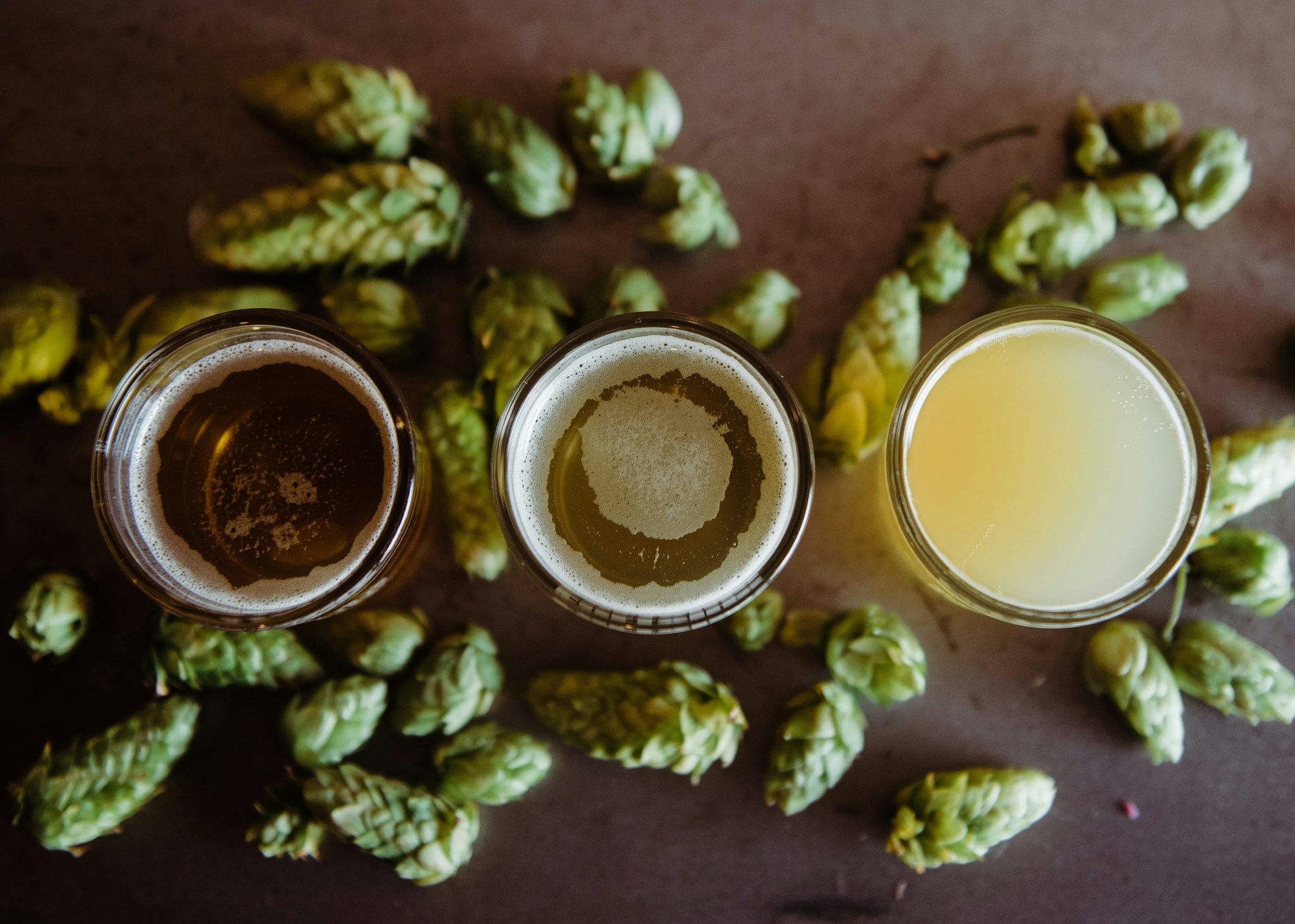 birra Luppolo - La scienza studia il lepone, inimitabile e aromatico luppolo calabrese - 5 birra Luppolo - Meraviglie di Calabria - 4