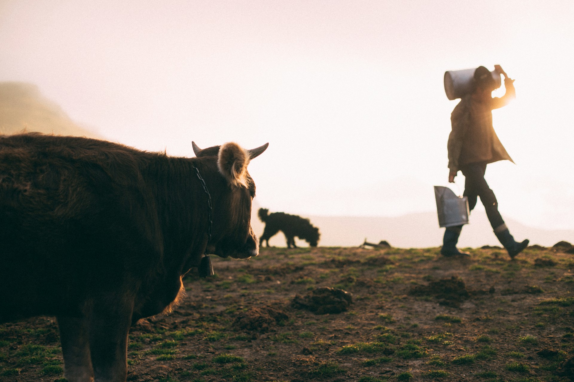 campagna mucche latte generica - Fattorie Aperte in Sila, cento giorni nella natura (anche) con l'aiuto AI - 3 campagna mucche latte generica - Meraviglie di Calabria - 2