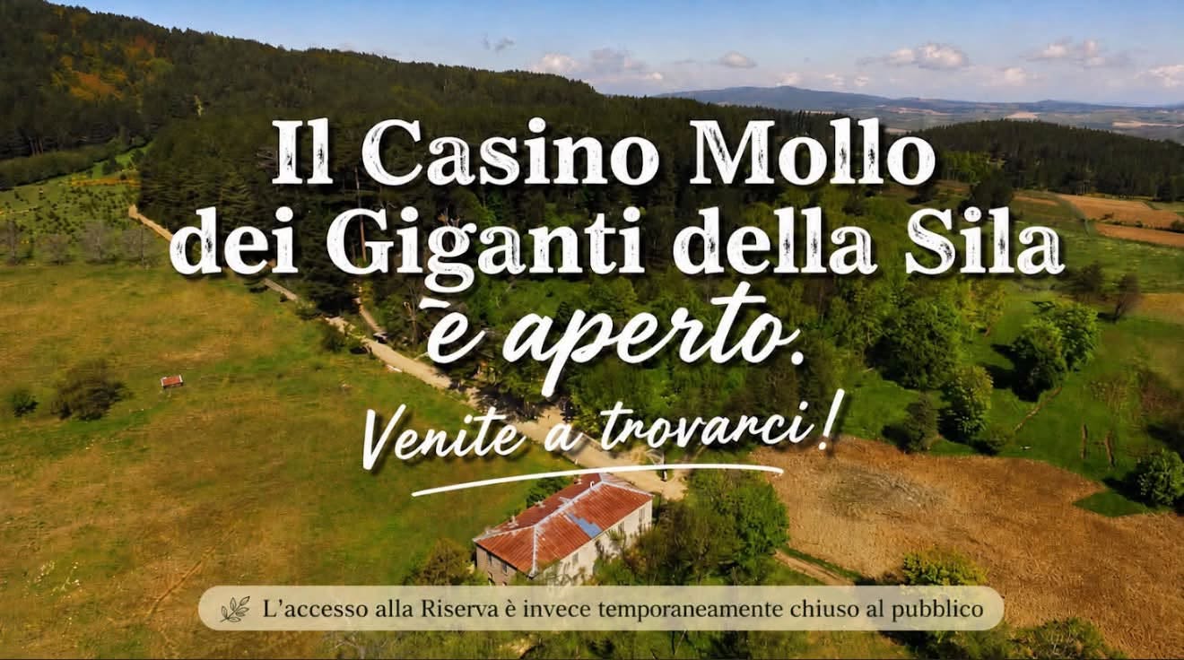 loc casino mollo - I Giganti della Sila a riposo per un po', la Riserva FAI si rigenera - 17 loc casino mollo - Meraviglie di Calabria - 16