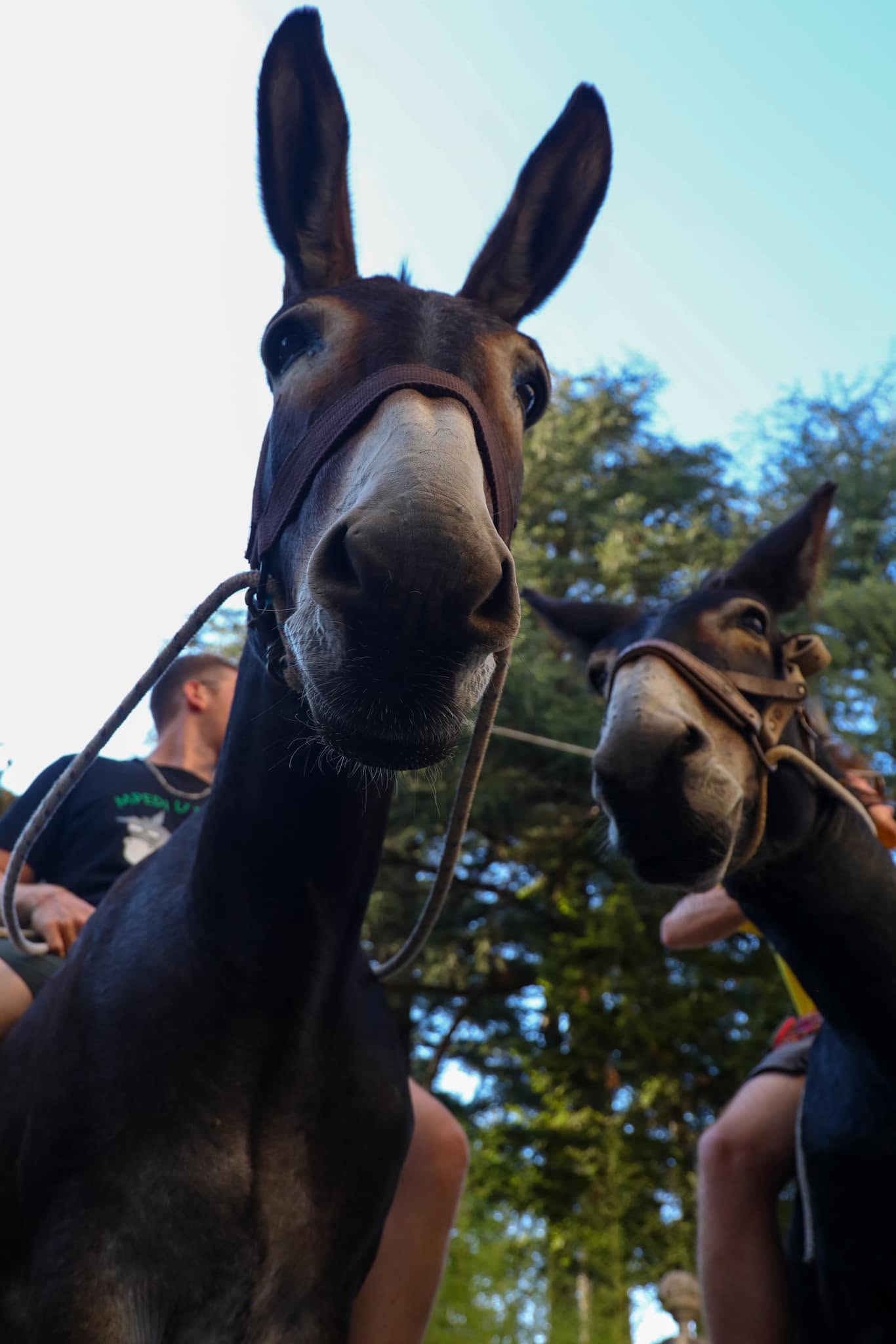 Laino Borgo Palio ciucci ph Biagio Lagada 1 - Sfida tra contrade a dorso di mulo, a Laino Borgo c'è il "Palio cu i ciucci" - 11 Laino Borgo Palio ciucci ph Biagio Lagada 1 - Meraviglie di Calabria - 10