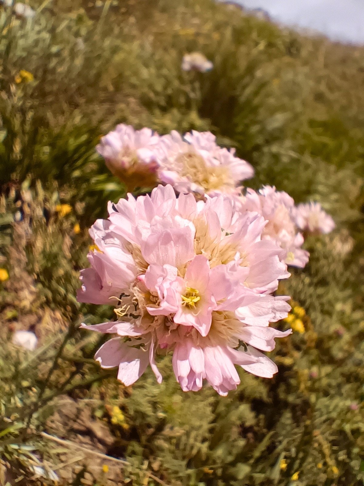 Pollino botaniaca Armeria Pollinensis 2 - Il Pollino regala alla scienza una nuova specie del fiore "Armeria" - 3 Pollino botaniaca Armeria Pollinensis 2 - Meraviglie di Calabria - 2