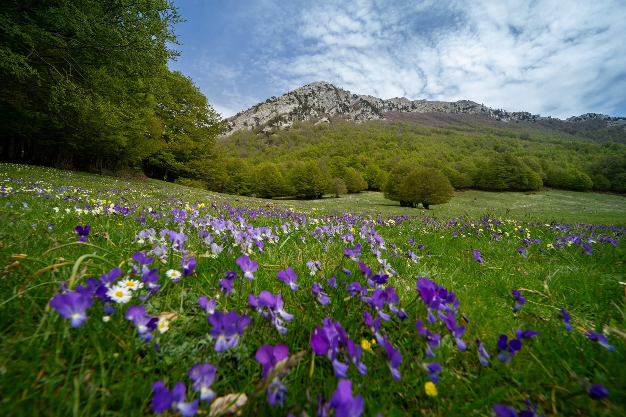 Pollino prati in fiore - 'CRIVU', il Festival dei paesaggi straordinari e delle rive sconosciute - 11 Pollino prati in fiore - Meraviglie di Calabria - 10