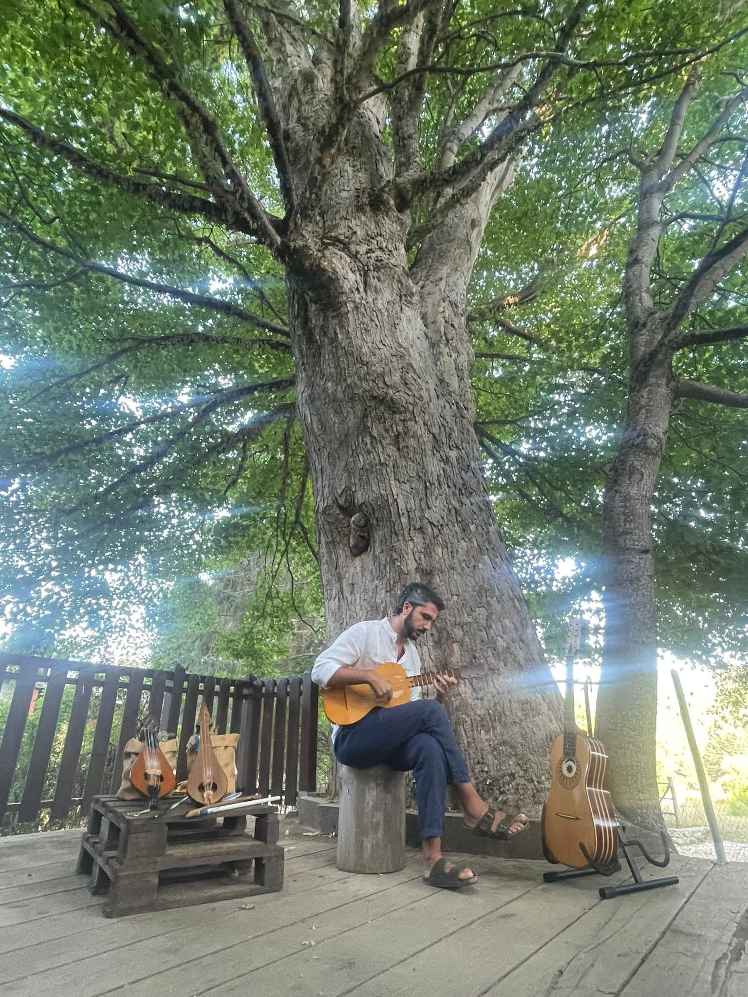 Sila Giganti 6 - Sere FAI d'Estate in Sila: trekking, musica e i racconti delle stelle - 7 Sila Giganti 6 - Meraviglie di Calabria - 6