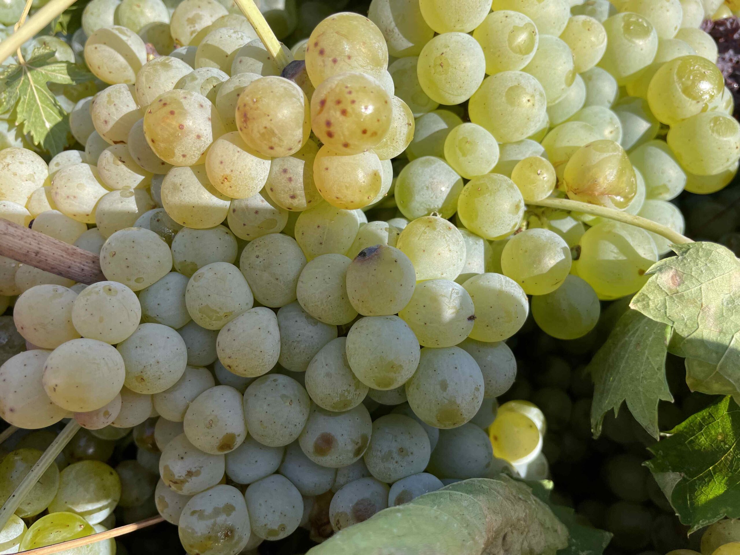 uva bianca scaled - Agosto tempo di mare, ma anche tempo di vendemmia - 3 uva bianca scaled - Meraviglie di Calabria - 2