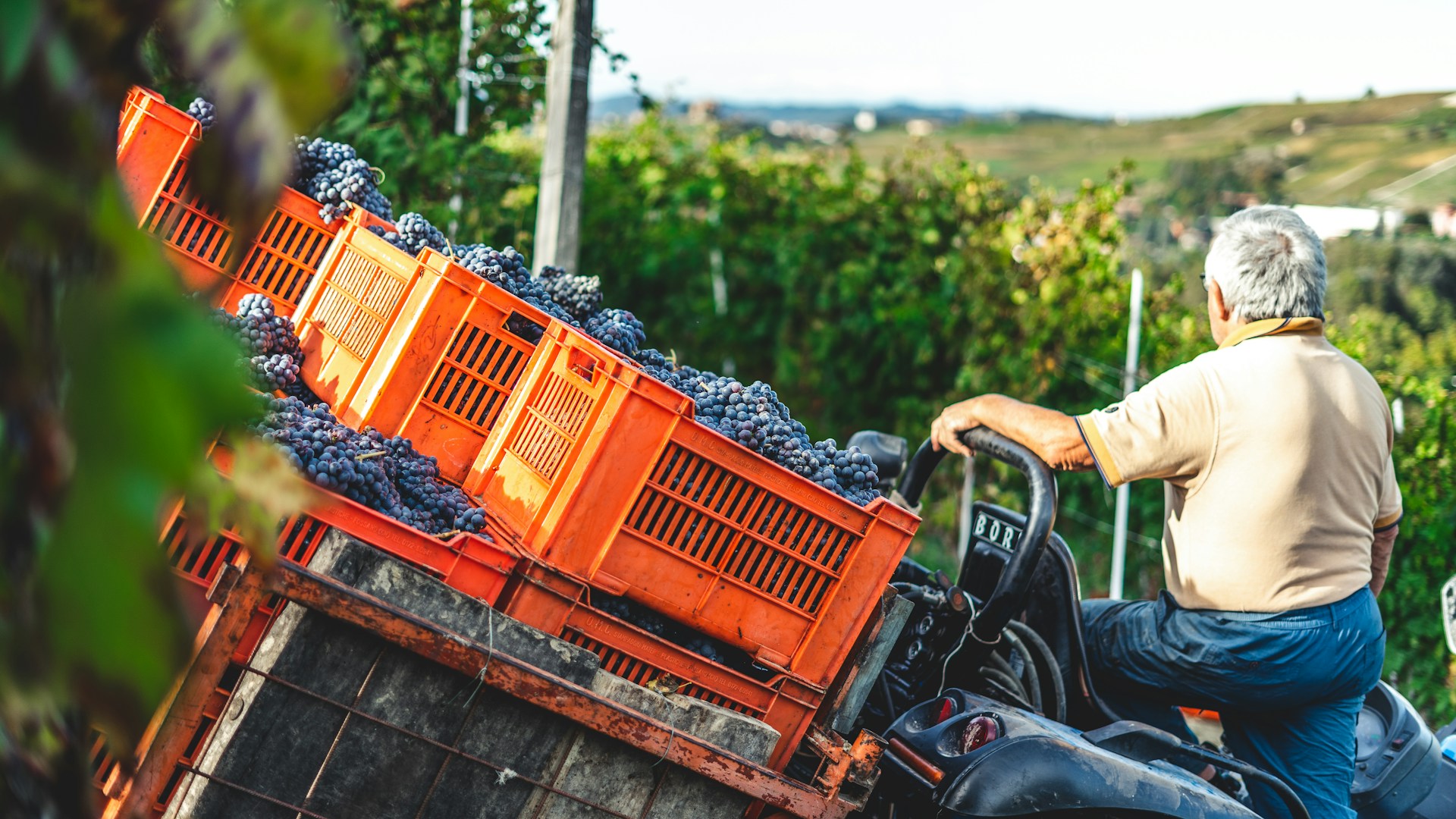 Agosto tempo di mare, ma anche tempo di vendemmia