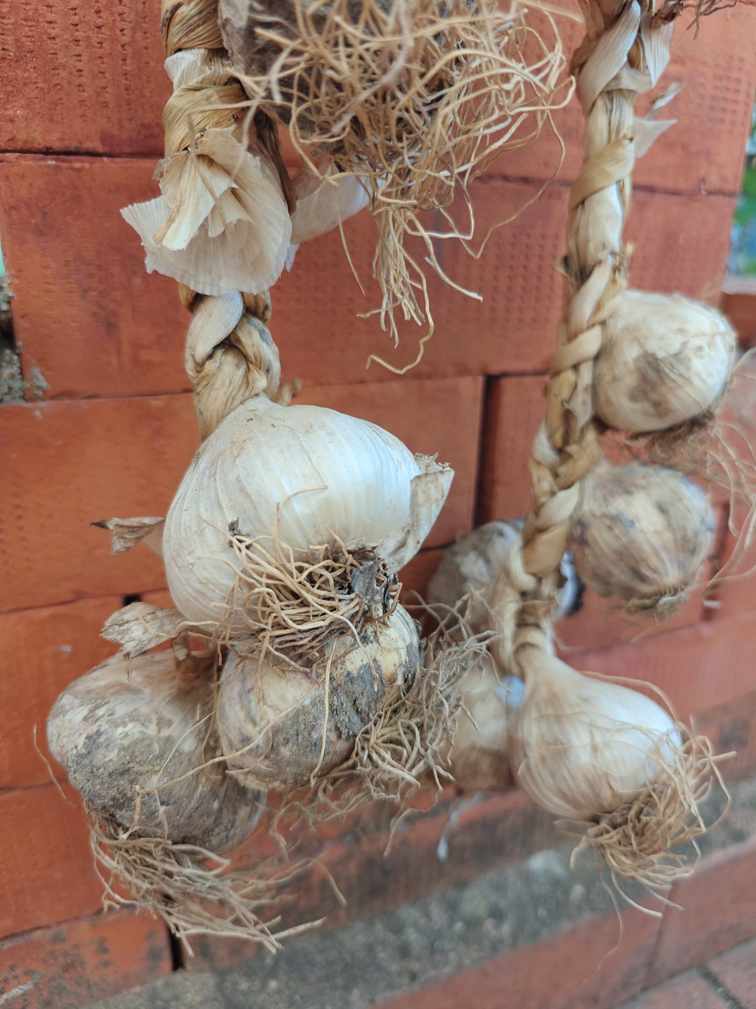 Aglio rosa di nicastro ph Slow food 2 - Al via Terra Madre 2026, a Torino la magnifica biodiversità calabrese - 7 Aglio rosa di nicastro ph Slow food 2 - Meraviglie di Calabria - 6