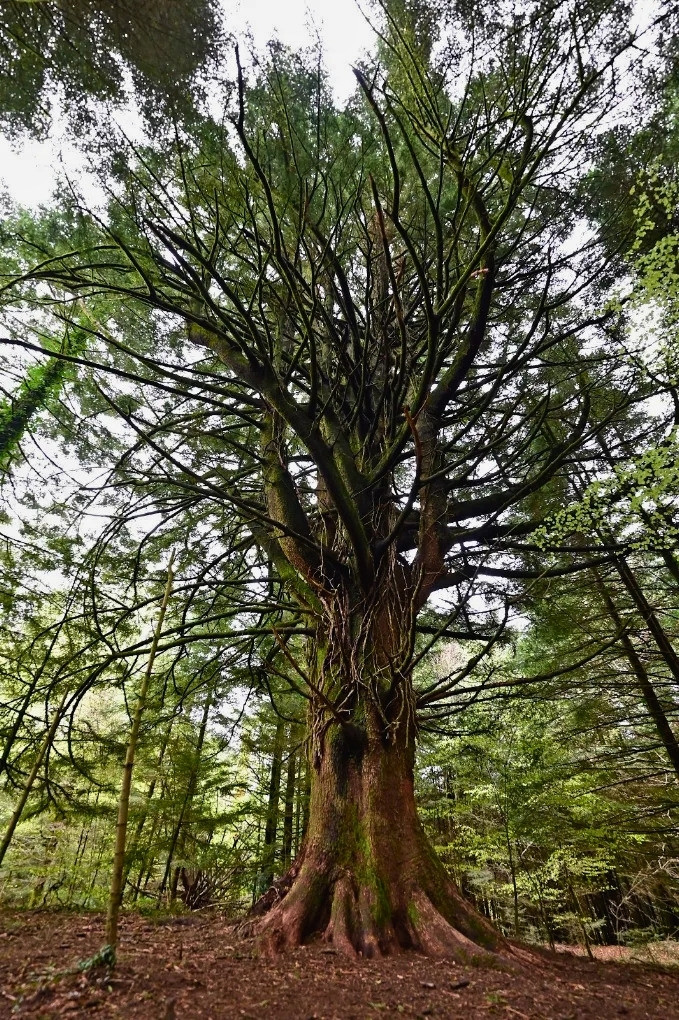 Arena VV Albero delle fate abete bianco 5 - Meraviglie di Calabria - 34