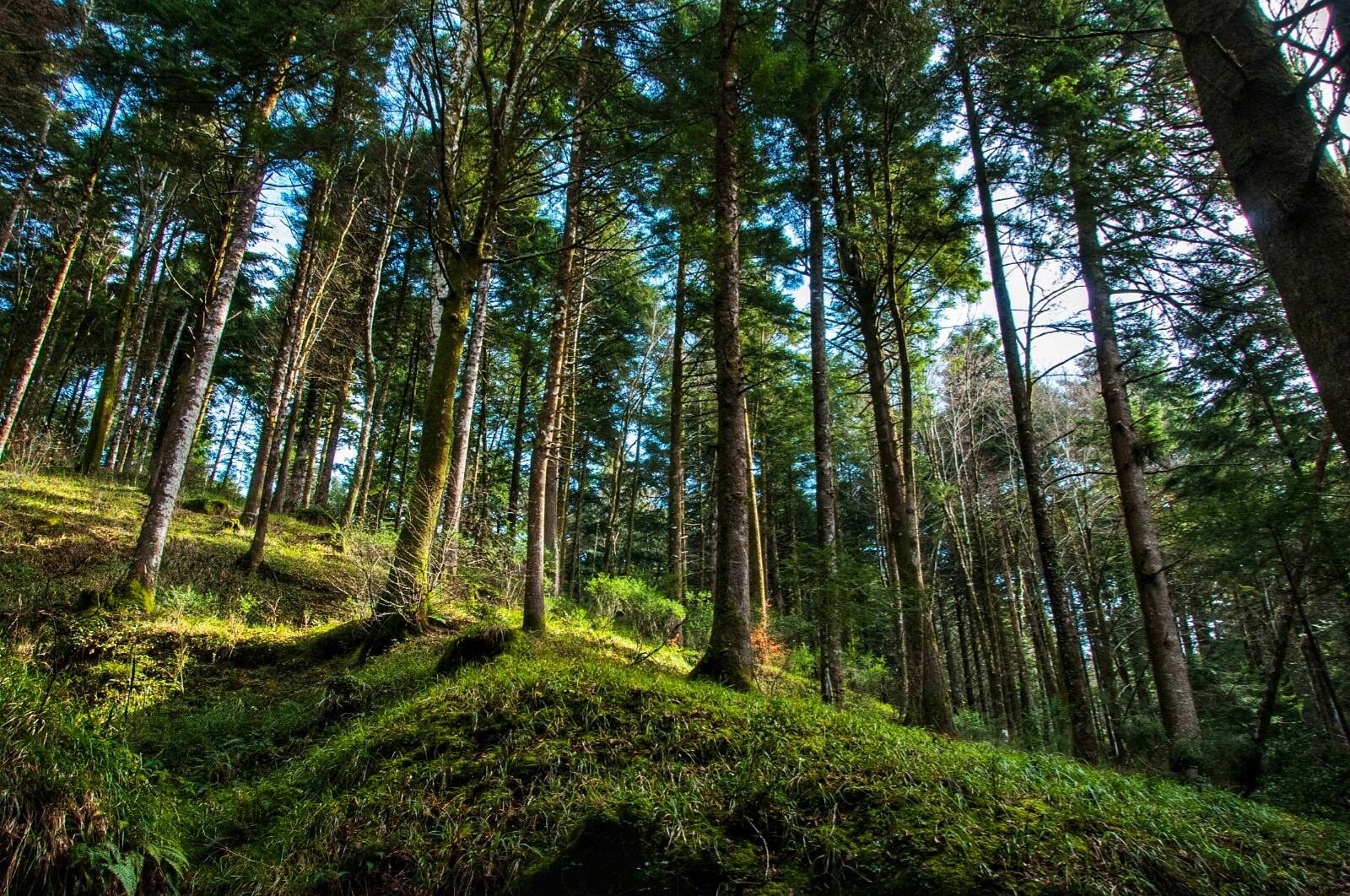 Bosco Archiforo - Meraviglie di Calabria - 14