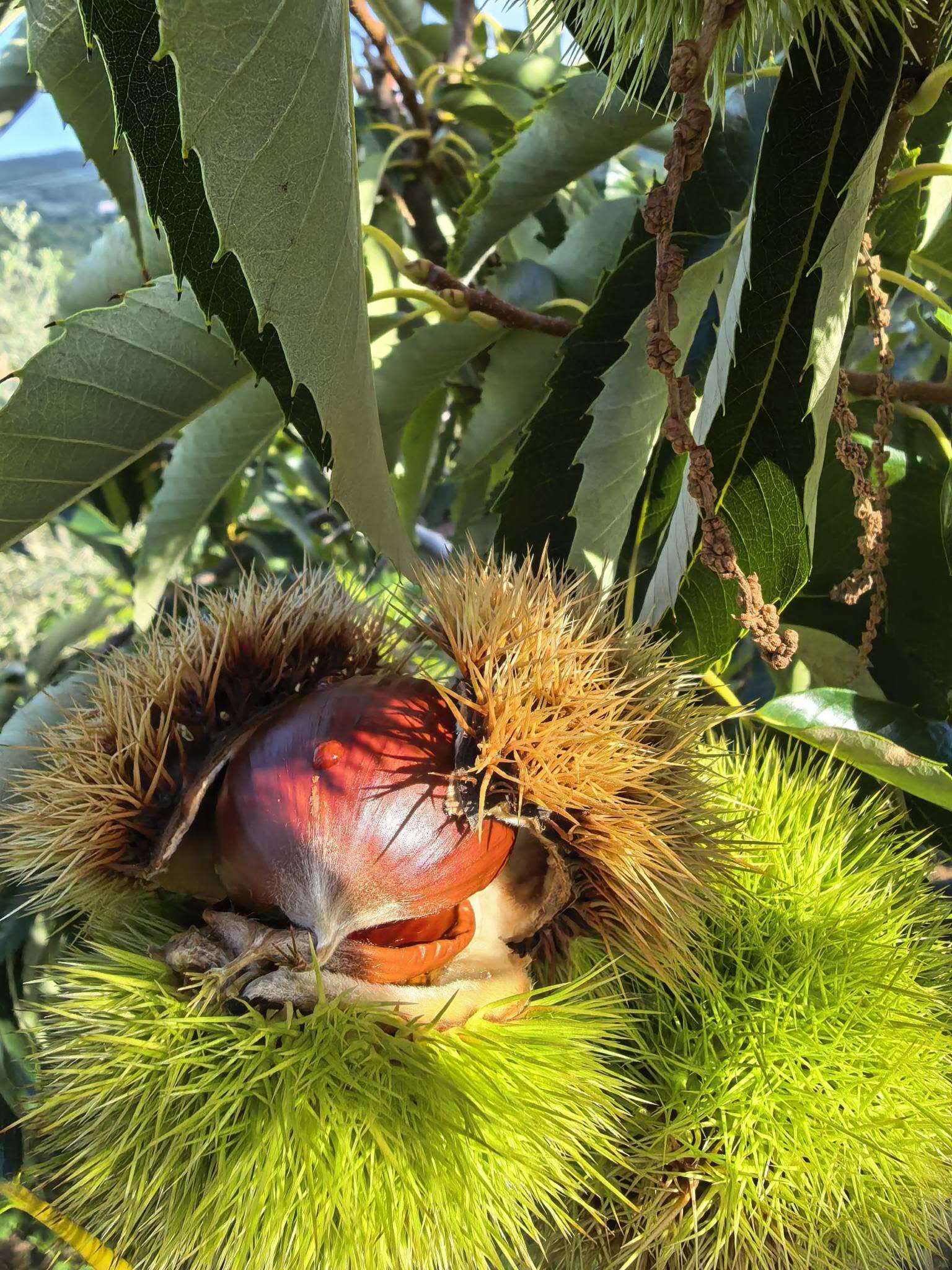 Castagne 3 - Meraviglie di Calabria - 8