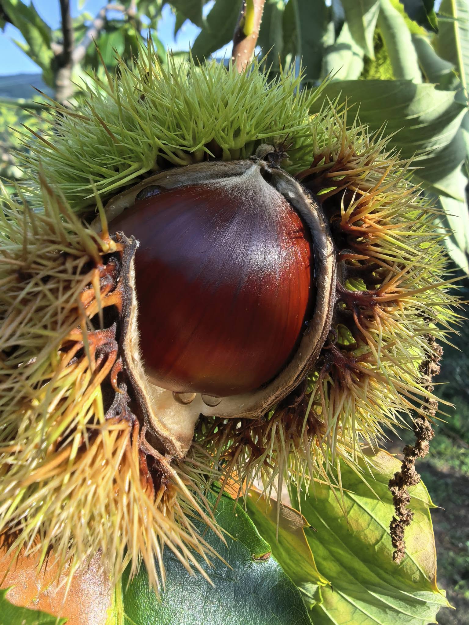 Castagne 4 - Meraviglie di Calabria - 6