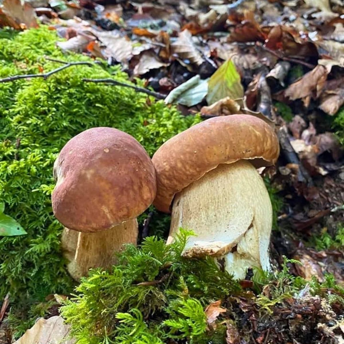 Funghi porcini 2 - Meraviglie di Calabria - 8