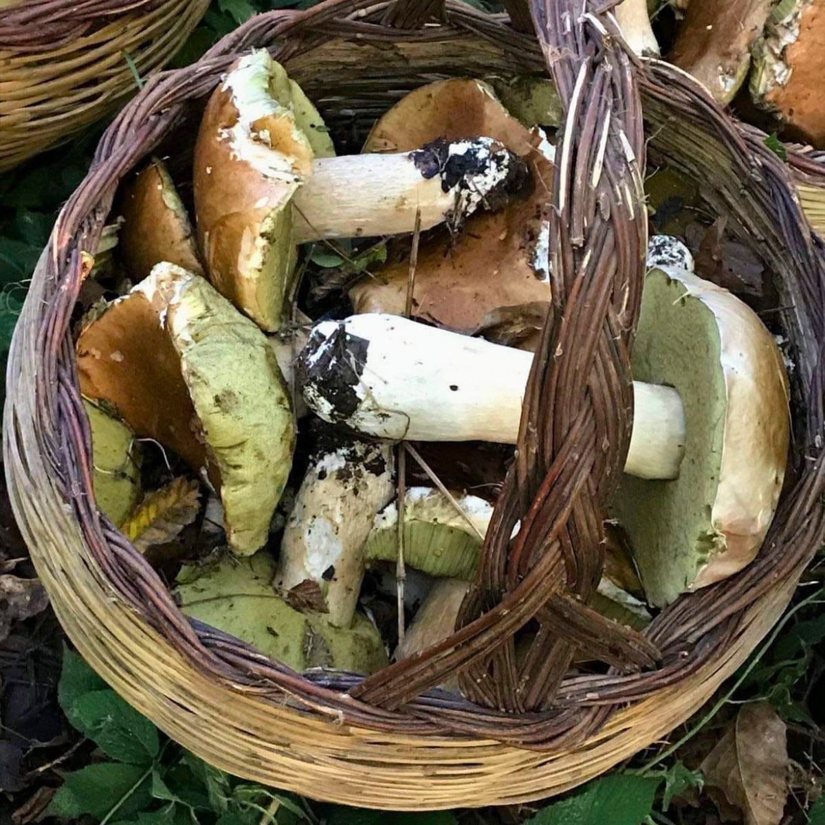 Funghi porcini 3 - Meraviglie di Calabria - 10
