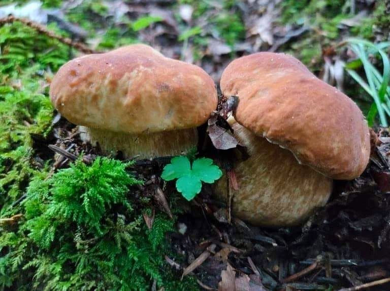 Funghi porcini - Meraviglie di Calabria - 6