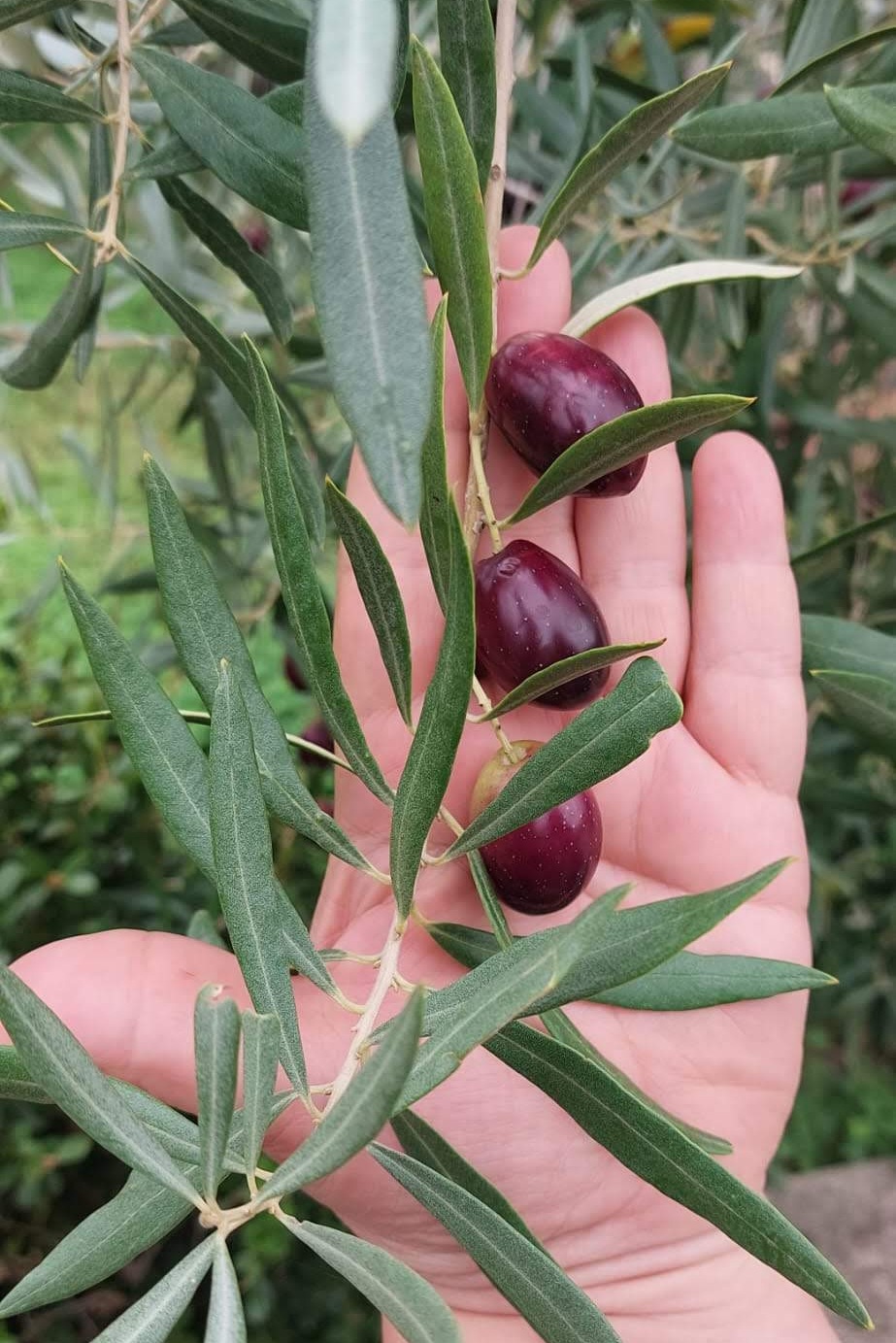 Olive - Slow Food, 4 nuovi Presìdi calabresi a Terra Madre Salone del Gusto - 9 Olive - Meraviglie di Calabria - 8