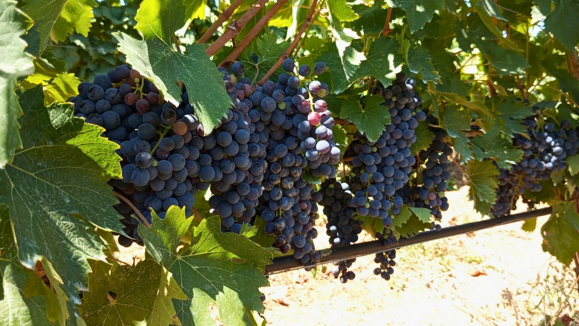 Uva e Vino di Donnici, la Festa raddoppia: primo assaggio a Cosenza
