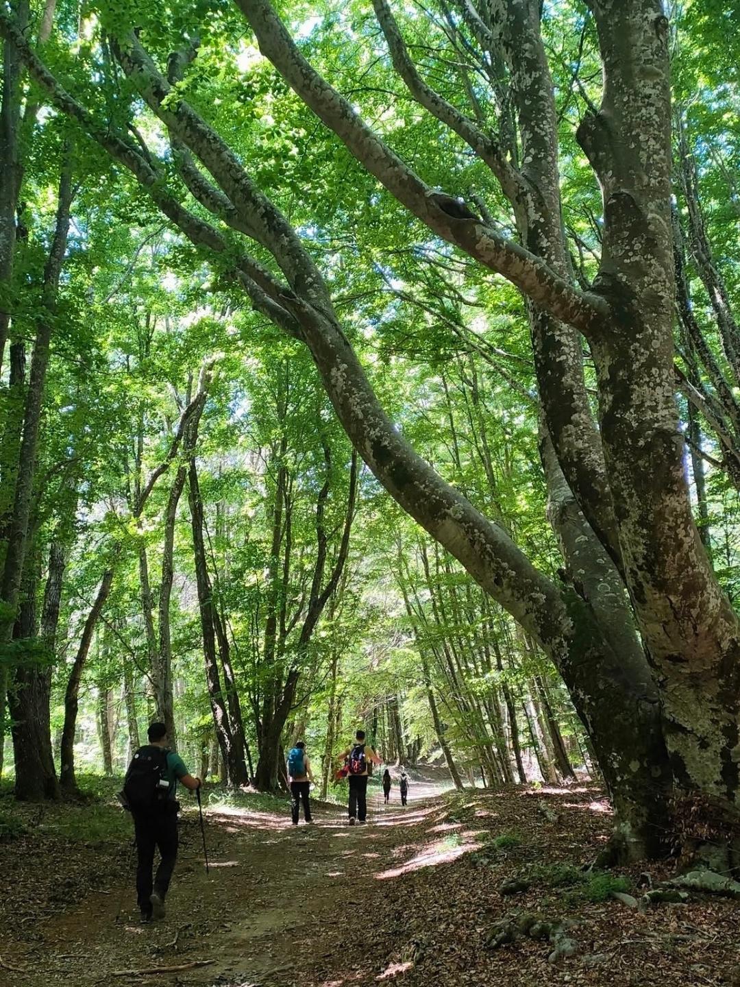 san francesco di paola cammino 9 - Cammino di San Francesco di Paola, un passo utile alla Via per la Francia - 13 san francesco di paola cammino 9 - Meraviglie di Calabria - 12