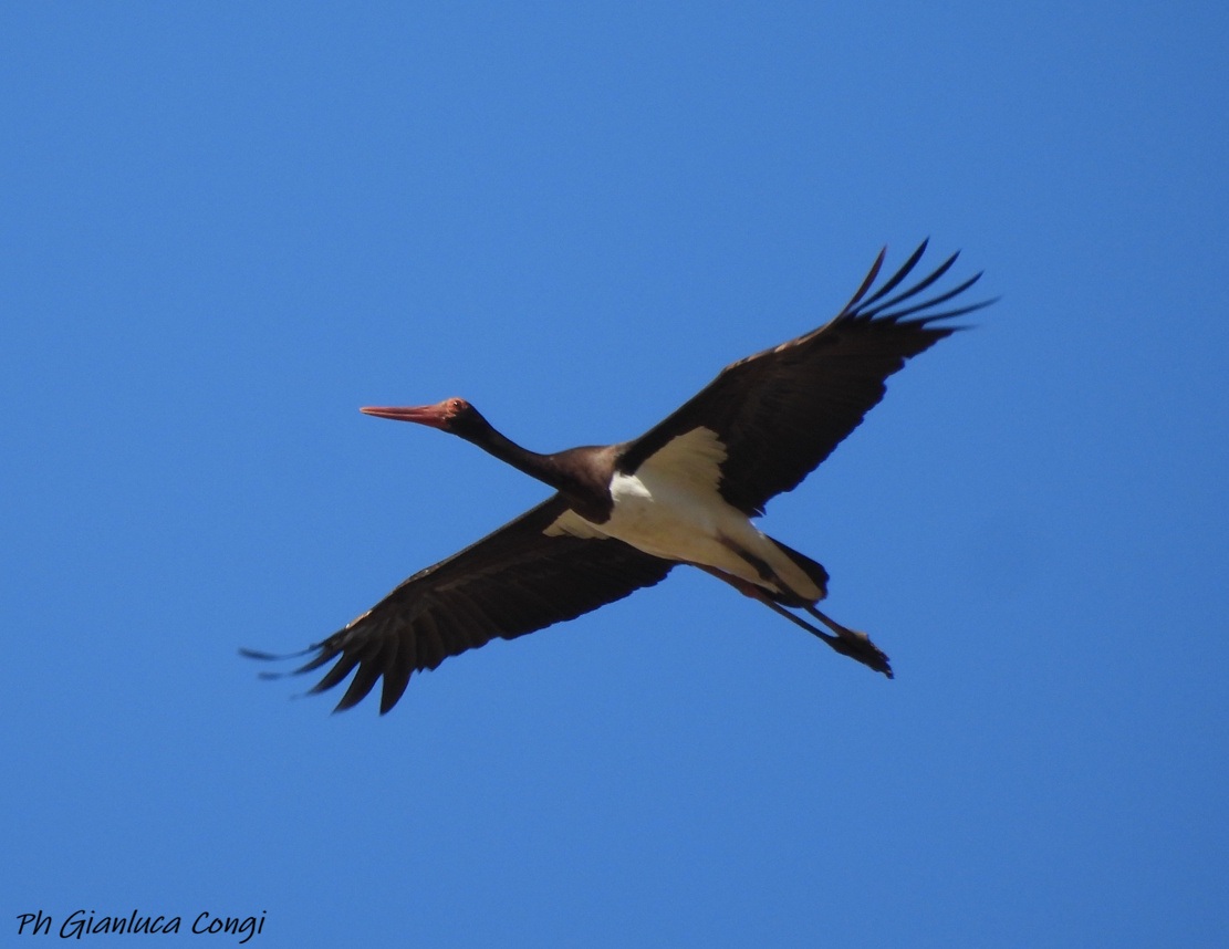 Eurobirdwatch 2026 da record nel Parco Nazionale della Sila
